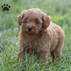 Pixie, Mini Goldendoodle Puppy